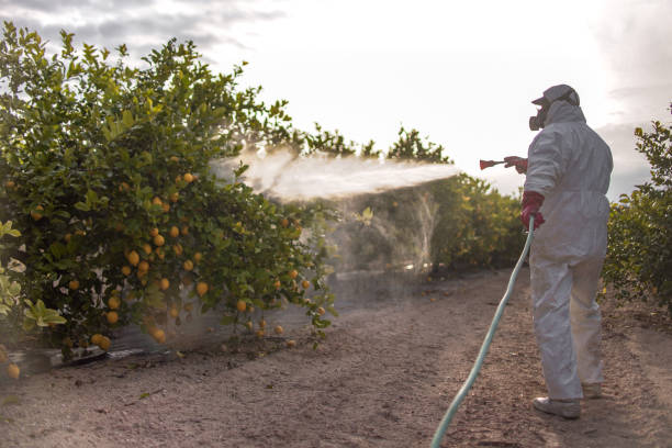 Best Mosquito Control Services  in Yalaha, FL