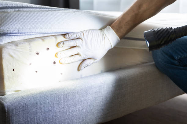 Best Wasp Removal Services  in Yalaha, FL