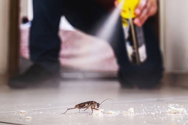 Best Pest Removal Services  in Yalaha, FL